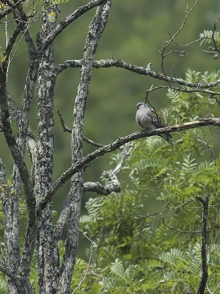Turturikyyhky, European Turtle Dove, Streptopelia turtur